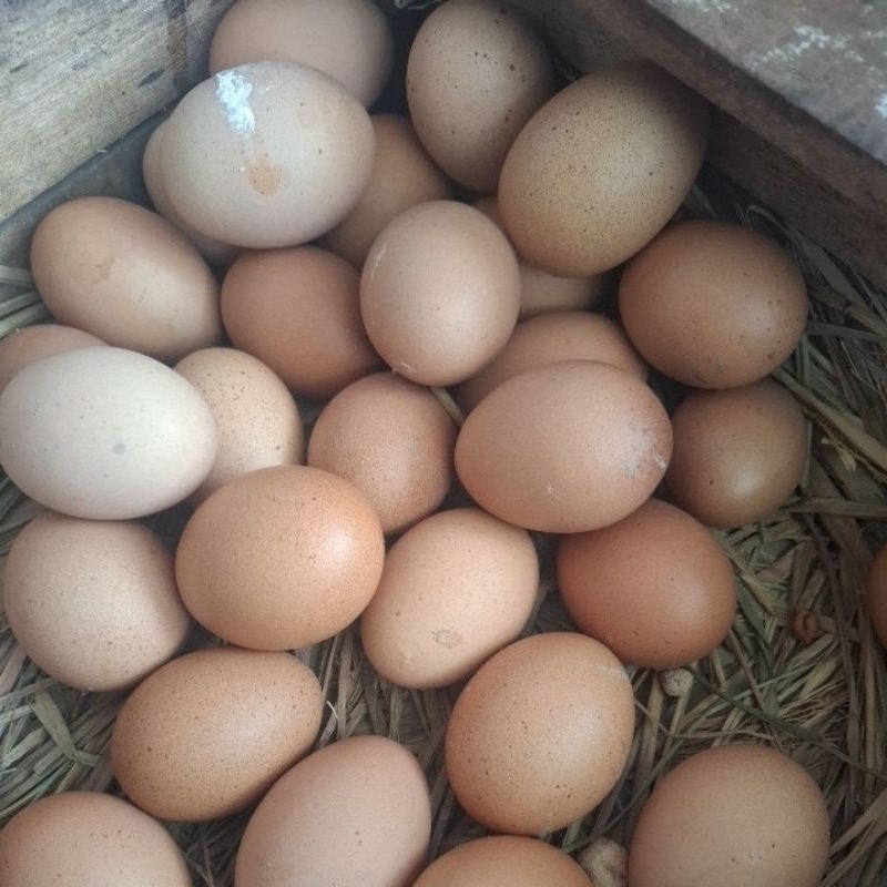 

Telur Biasa 1kg