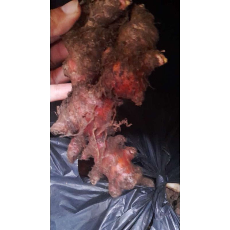 

Jahe Merah 1kg Segar