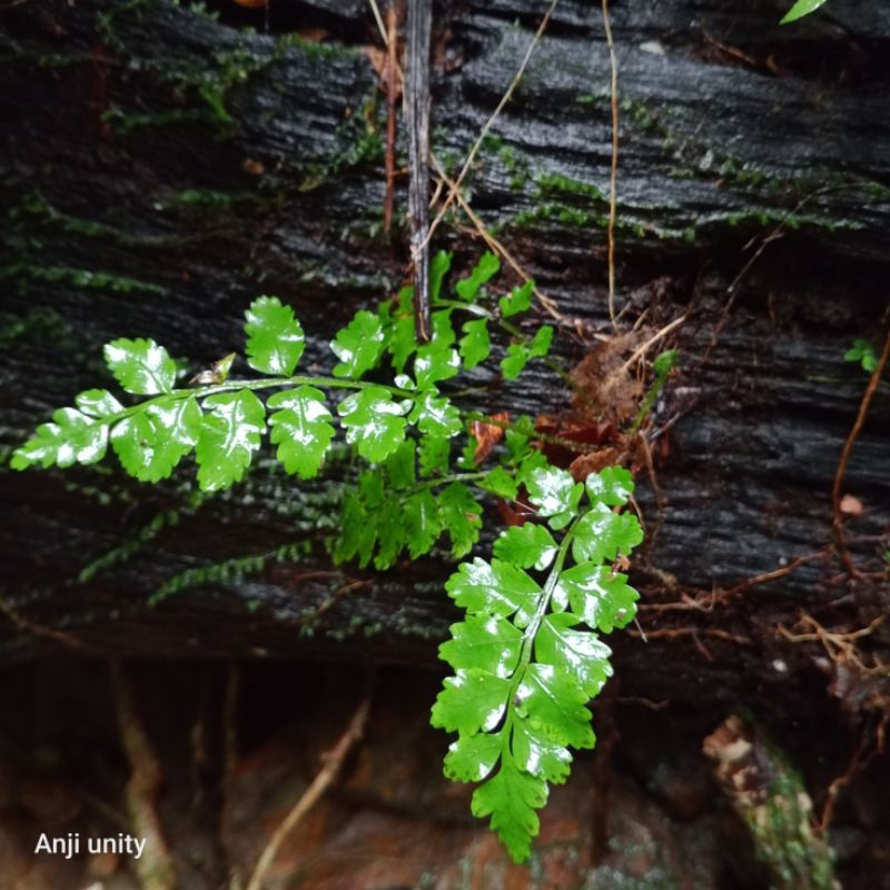 pakis belimbing tanaman paludarium