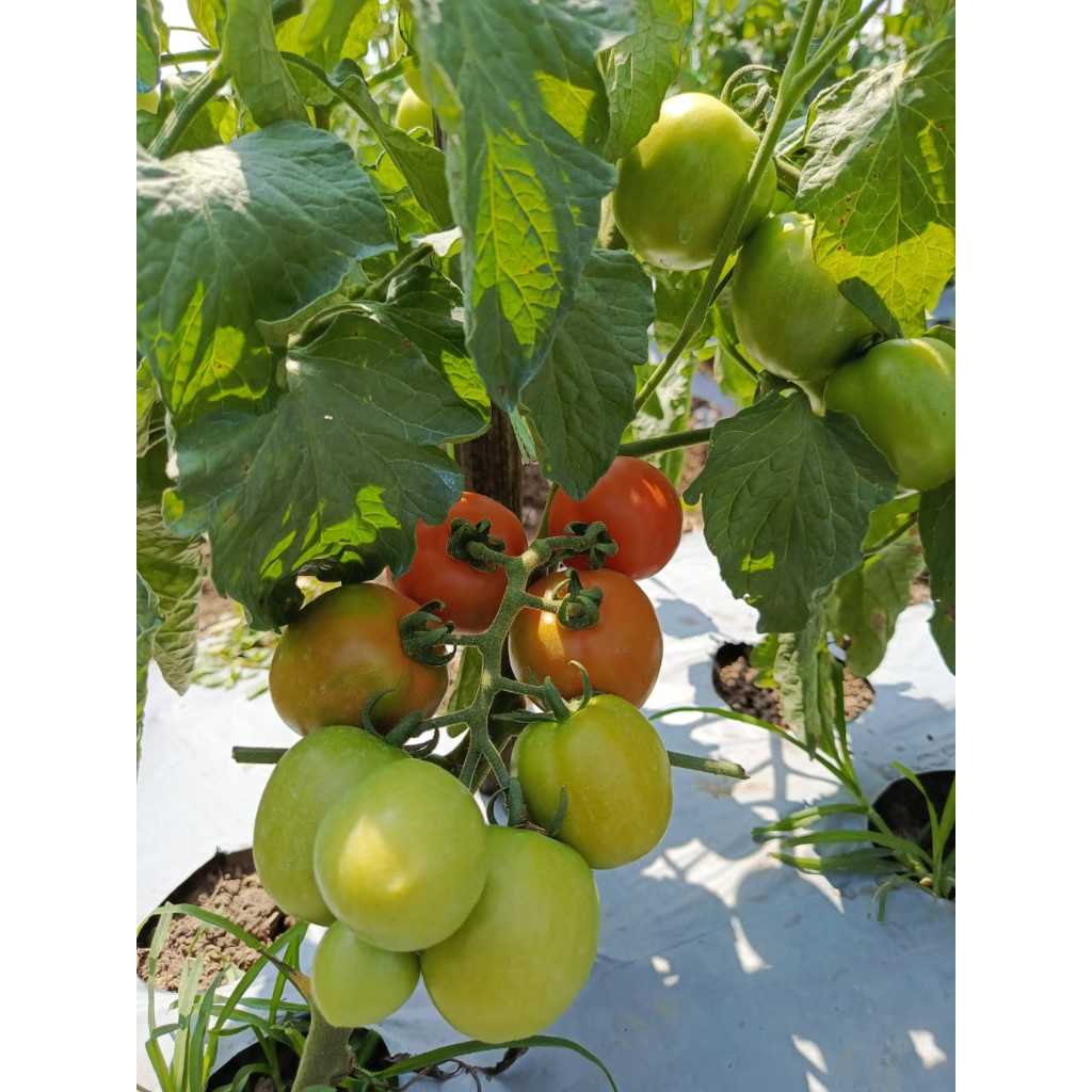 

TOMAT MERAH SEGAR Dari Pohonnya Langsung FRESH 1kg 500gr 250gr