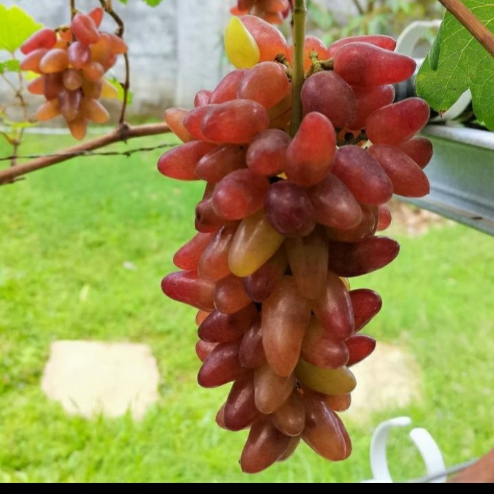 

BIBIT ANGGUR IMPORT CARNIVAL GRAFTING VALID