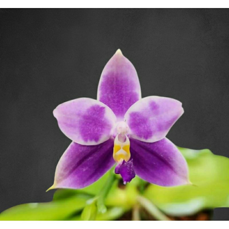 Phalaenopsis tetraspis x belina alba x violacea indigo blue