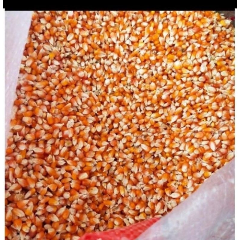 Jagung kristal merpati repack