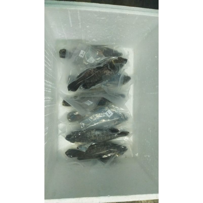 

jual FROZEN IKAN KERAPU/KERAPU SUPER PREMIUM+VACUUM/EKOR BERAT 6ONS