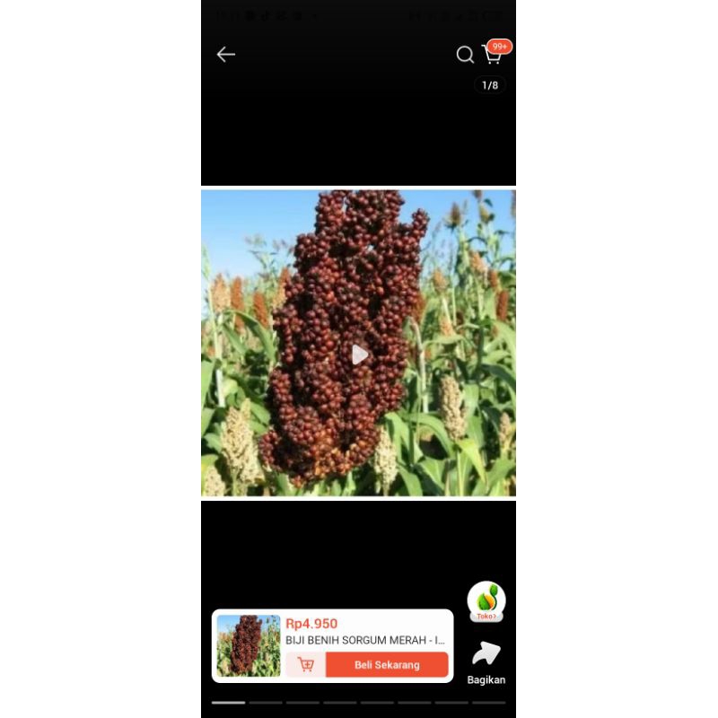 biji benih sorgum merah isi 180 butir