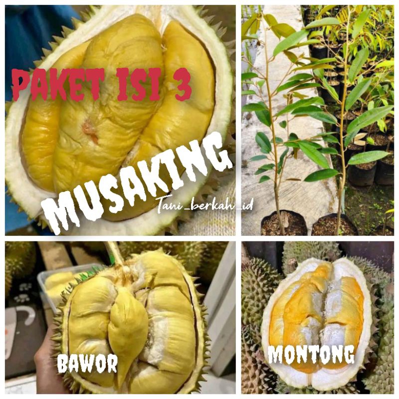 paket bibit durian okulasi isi 3(bawor montong musaking)