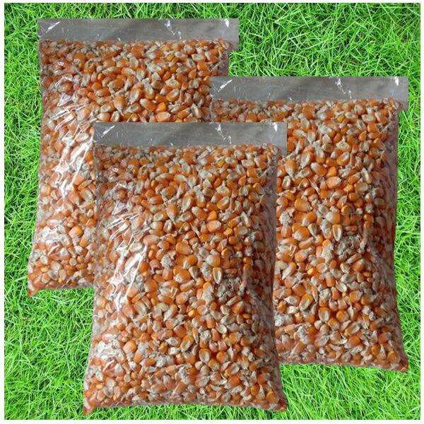 pakan ayam jagung kiloan