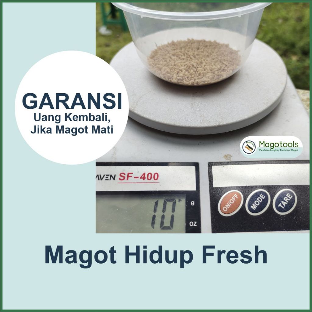 Magot Hidup Fresh 10 gram