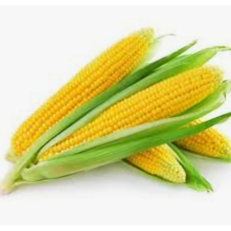 

Jagung Manis per 1 - 1,3 KG