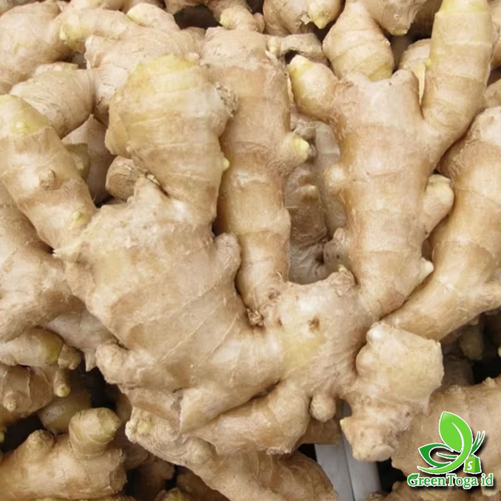 

JAHE PUTIH 250Gr SUPER FRESH ASLI EMPRIT PEDAS BERISH TANAH