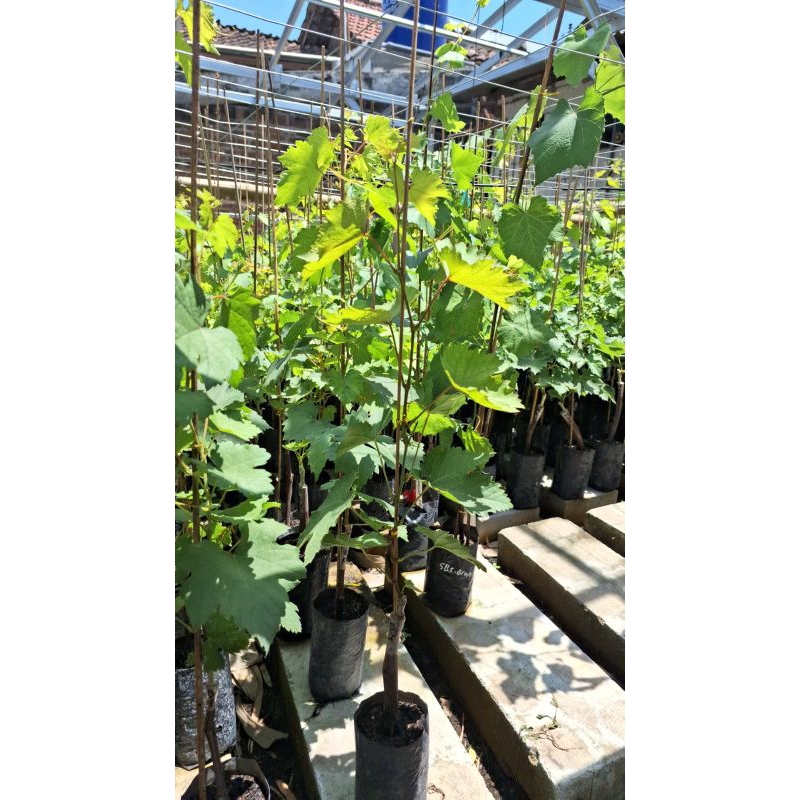 Bibit anggur import segala varian siap ditanam akar sudah gondrong beli 3bibit bonus 1bibit