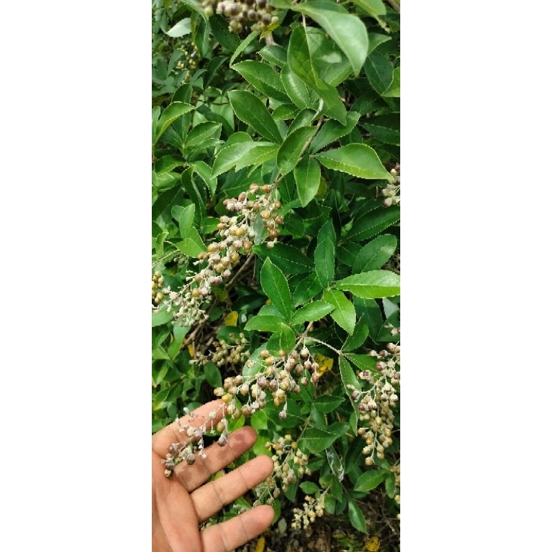 BIBIT GANDASARI LEGUNDI 150 batang bibit super dan unggul