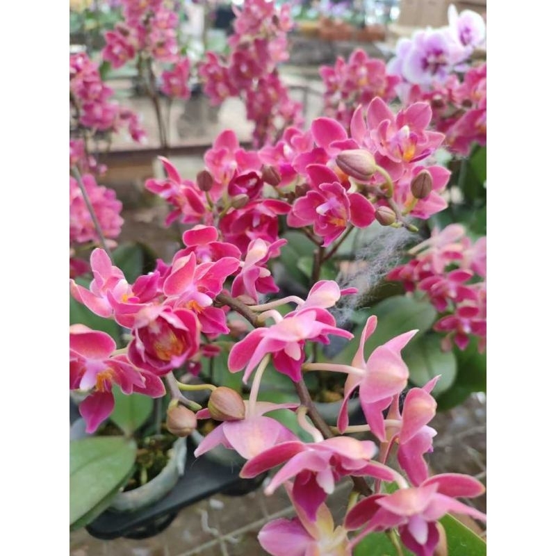 PROMO BISA COD Tanaman hias anggrek bulan bunga mini wangi Anggrek bulan dewasa siap berbunga