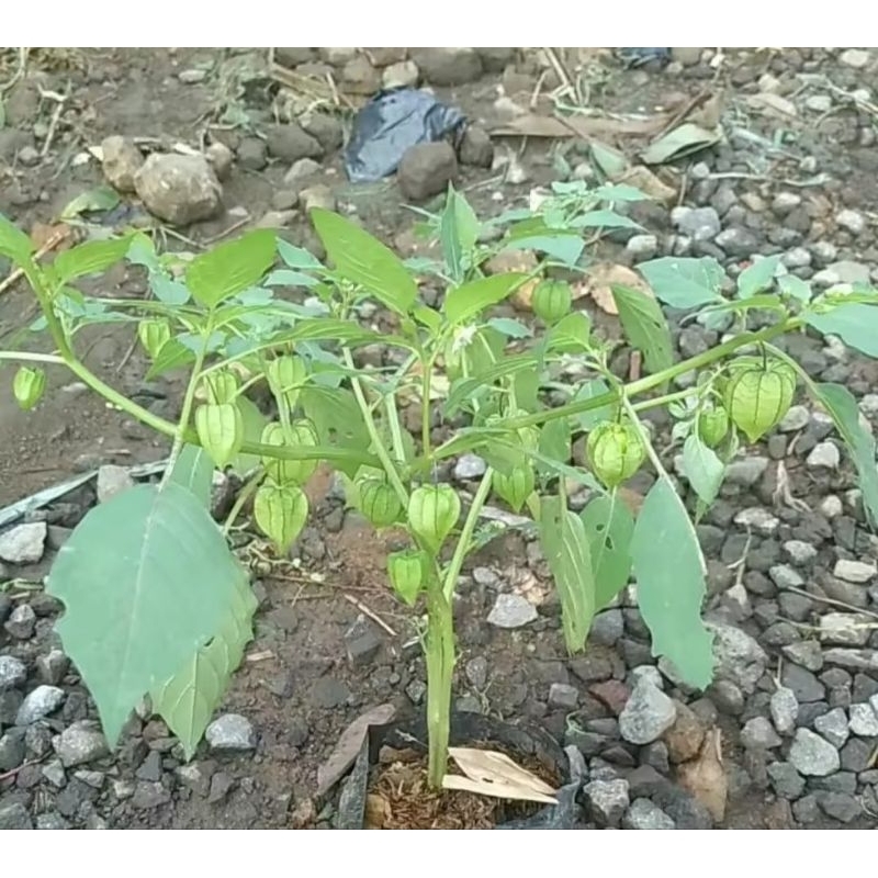 

Pohon Ciplukan Segar Murah