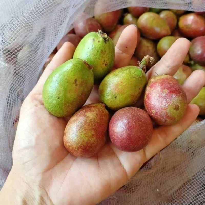 PROMO BUAH MATOA SUPER FRESH 1 KG