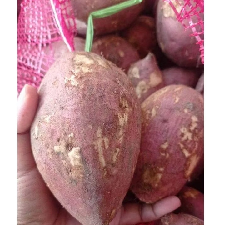 

Ubi Jalar Jenis Mukit/Putih/Singkong Mukit