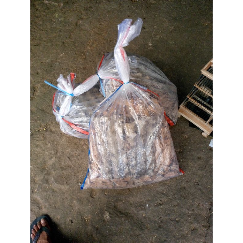 jangkrik hidup pakan buru kicau ikan predator