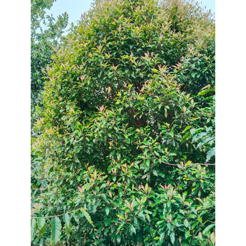 

daun cengkeh segar 250grm