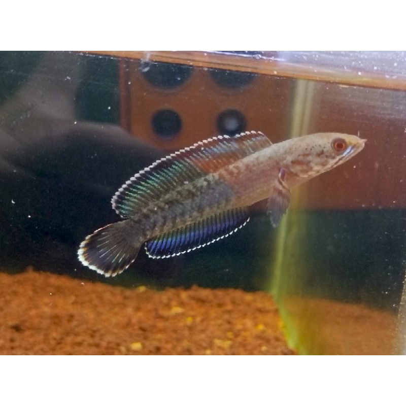 Ikan Channa Andrao 7cm Foto Real