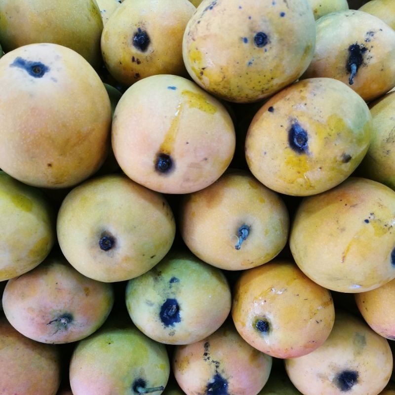 

Buah Mangga Gedong /Mangga Gincu Manis