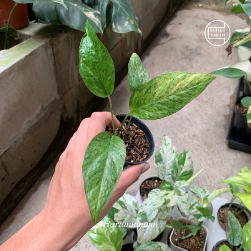 Tanaman Hias Epipremnum Pinnatum Mint Filipine (Include Pot & Media tanam)