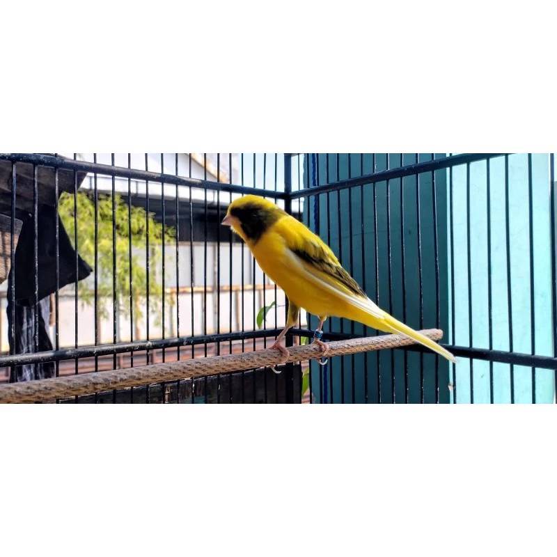 Burung KF1YS F3YS Usia 6 Bulan - Jantan Gacor, Terlatih, & Siap Lomba