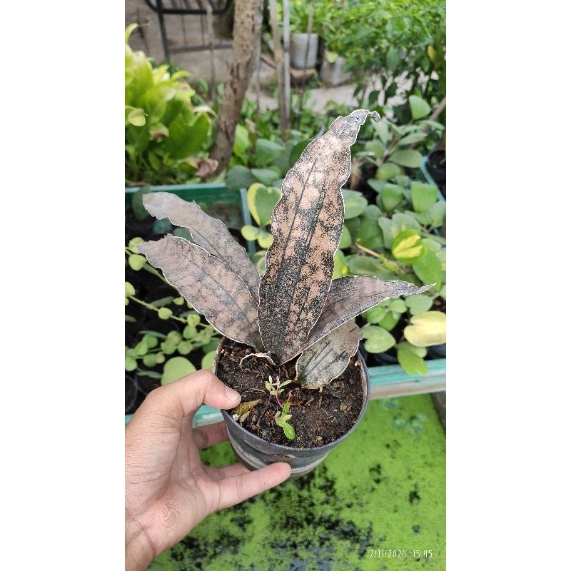 SANSEVIERIA KIRKII BROWN SANSIVERA SANSEVIERA LIDAH MERTUA