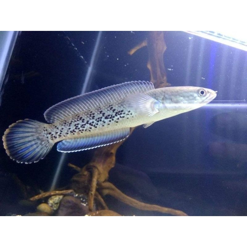 Hiasan Channa Sterwati | Garansi Seluruh Indonesia