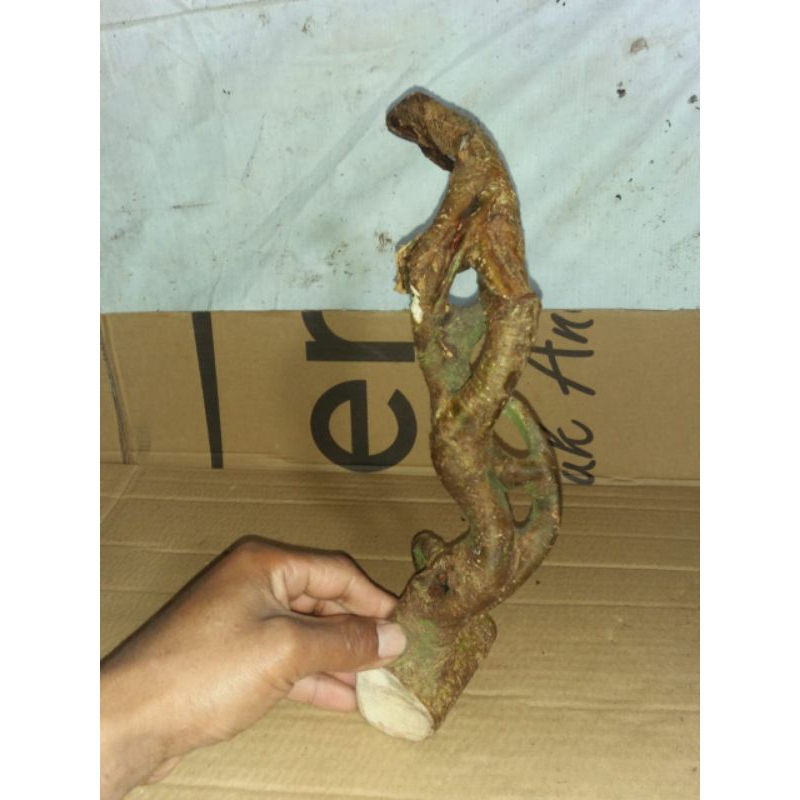 akar mimang asli alami dan unik