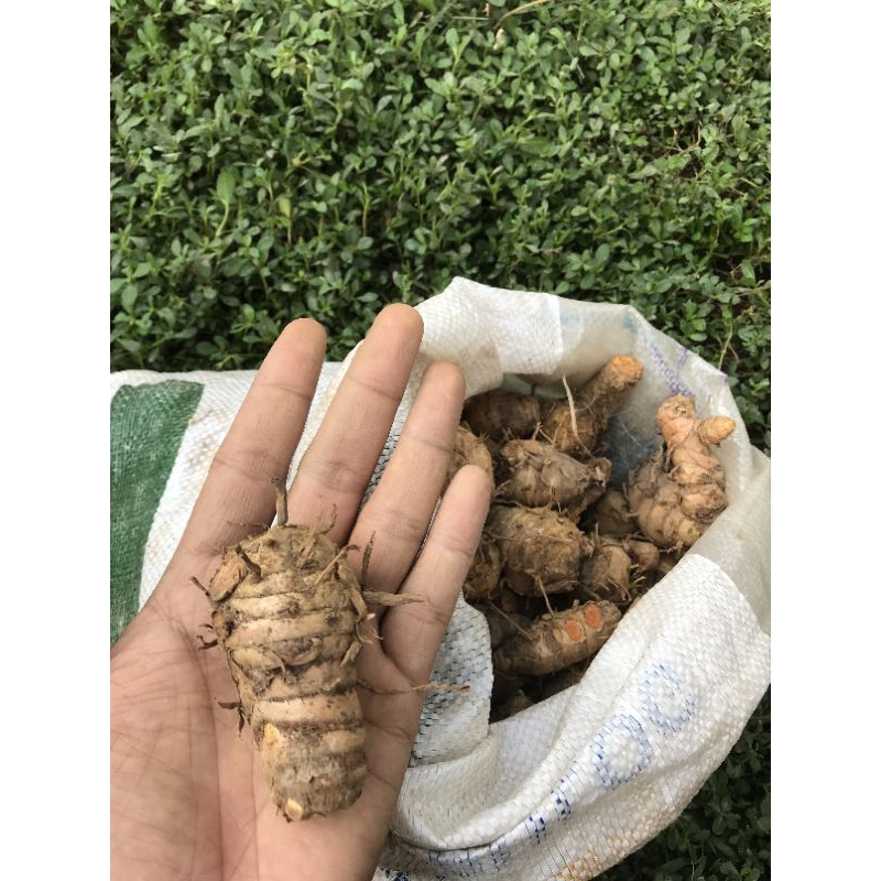 

sepesial PROMO biyang kunyit / empu kunyit 1kg