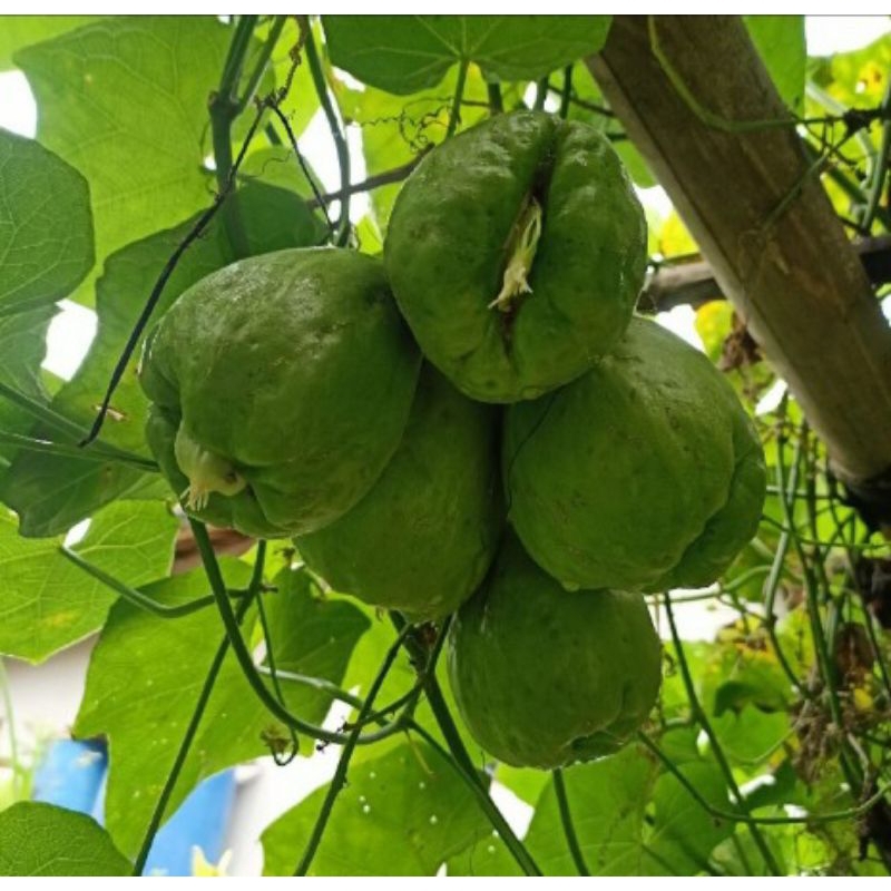 

bibit labu siam siap tanam ( 1 PCS)