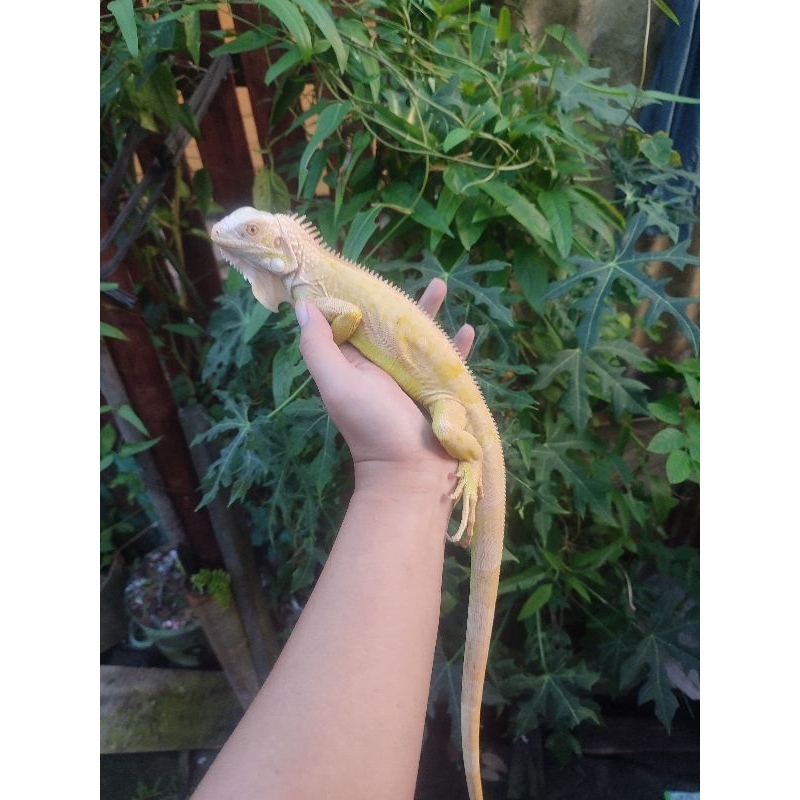 iguana albino Juve murah cakep betina