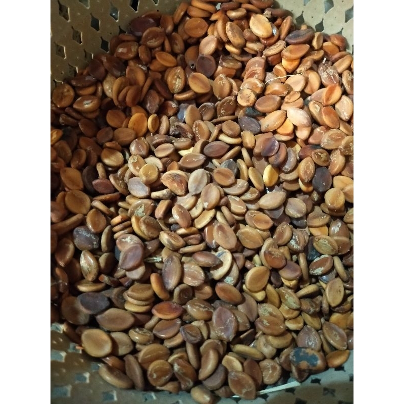 Biji trembesi kering - biji trembesi - godril - 1 kg