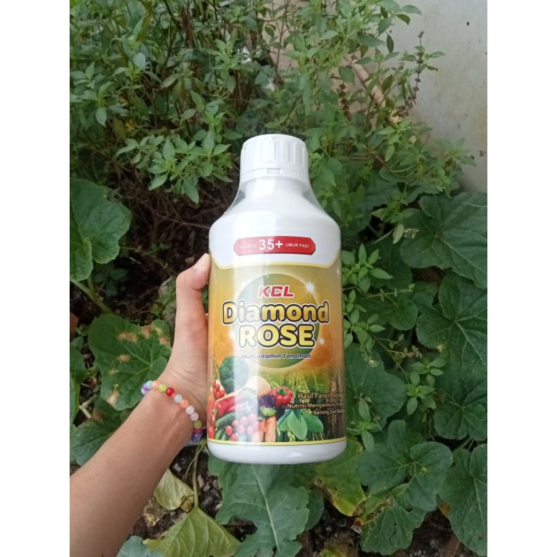 Karya Tani Mandiri KCL Diamond Rose