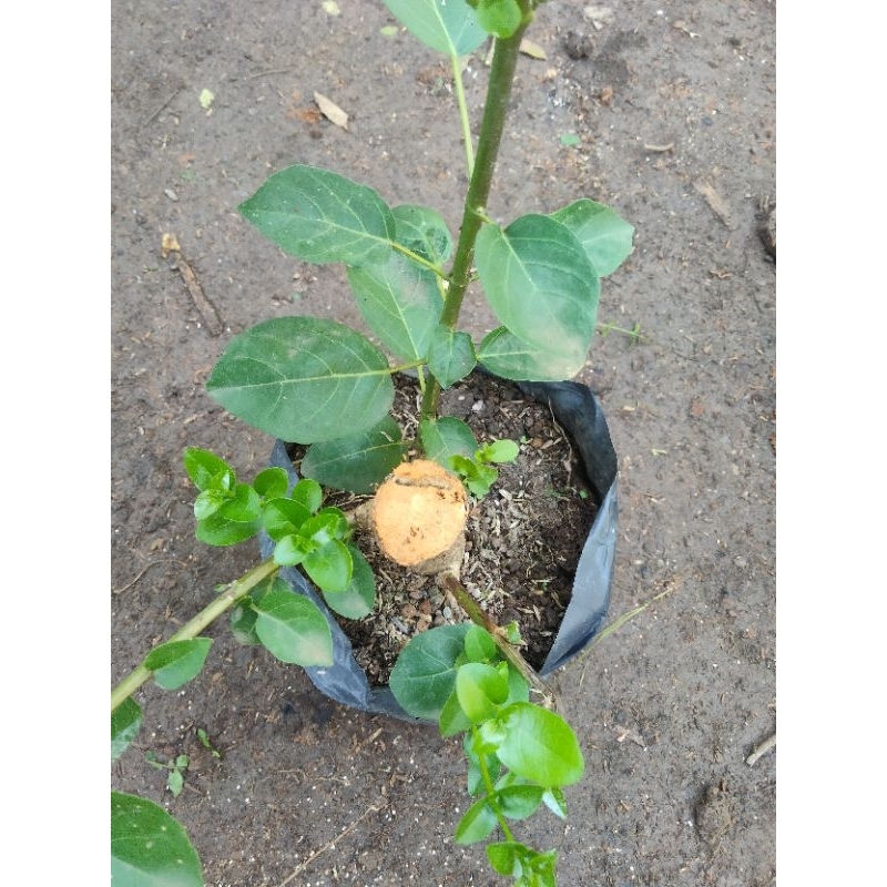 Bonsai Sancang  Cangkok Perawatan Polibek