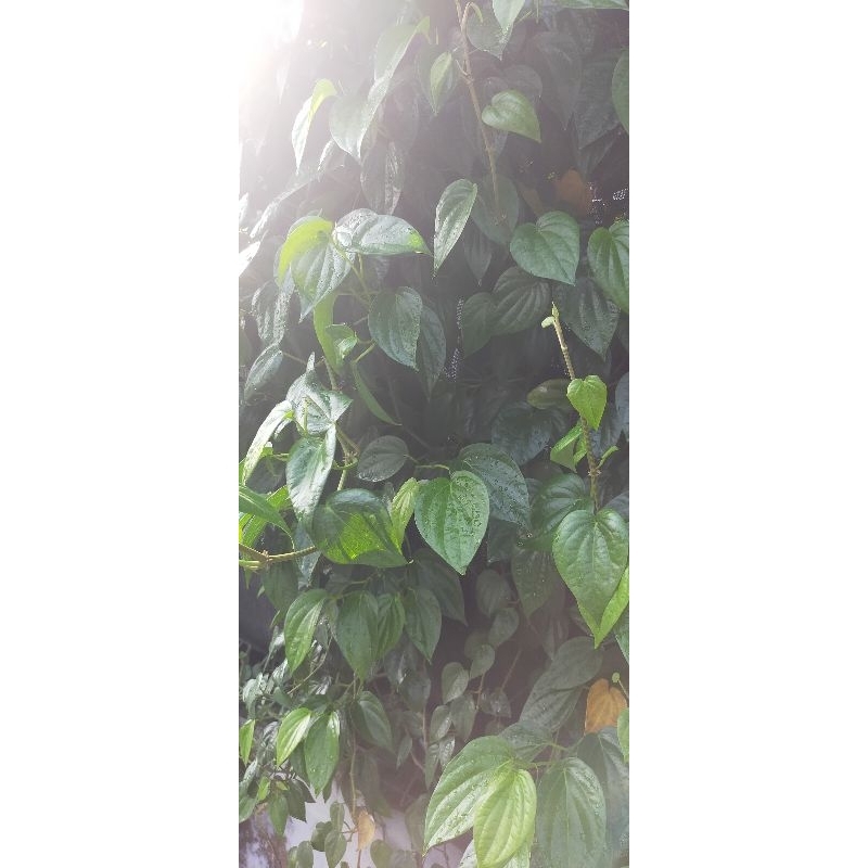 

Daun sirih hijau fresh