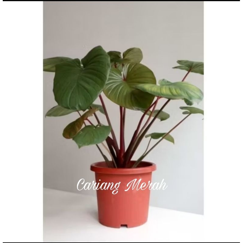 Tanaman Hias Hamalomena Merah