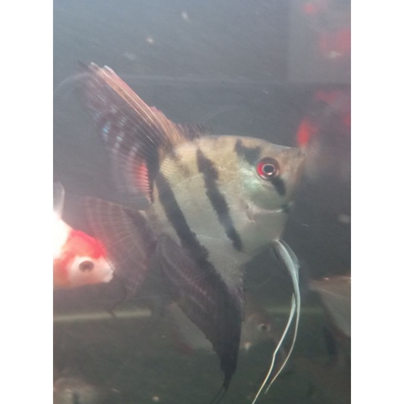

ikan manfish/ikan hias manfish/ikan aquascape manfish