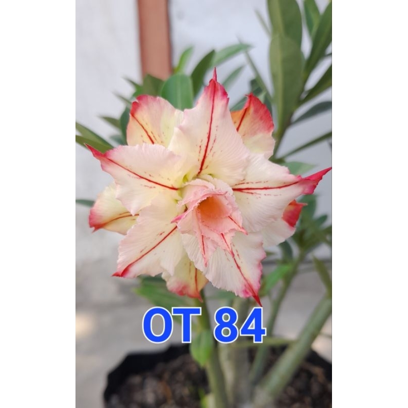 4 paket biji adenium bunga tumpuk