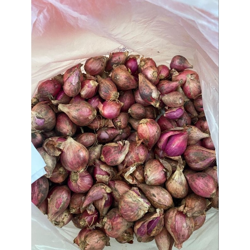 

Bawang Merah Pilihan