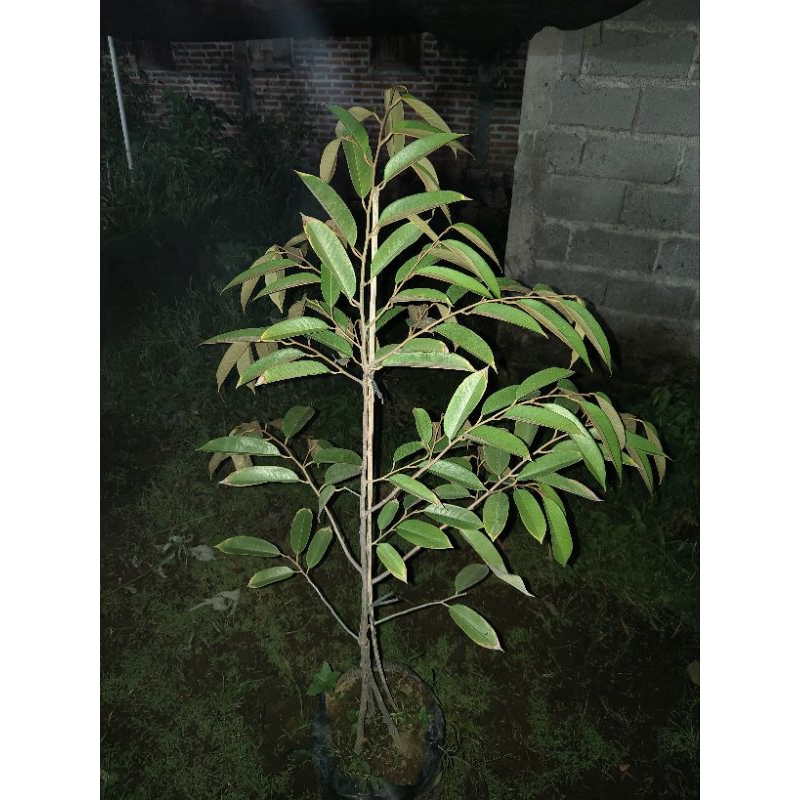 bibit tanaman durian kaki 3 ketinggian 1meter