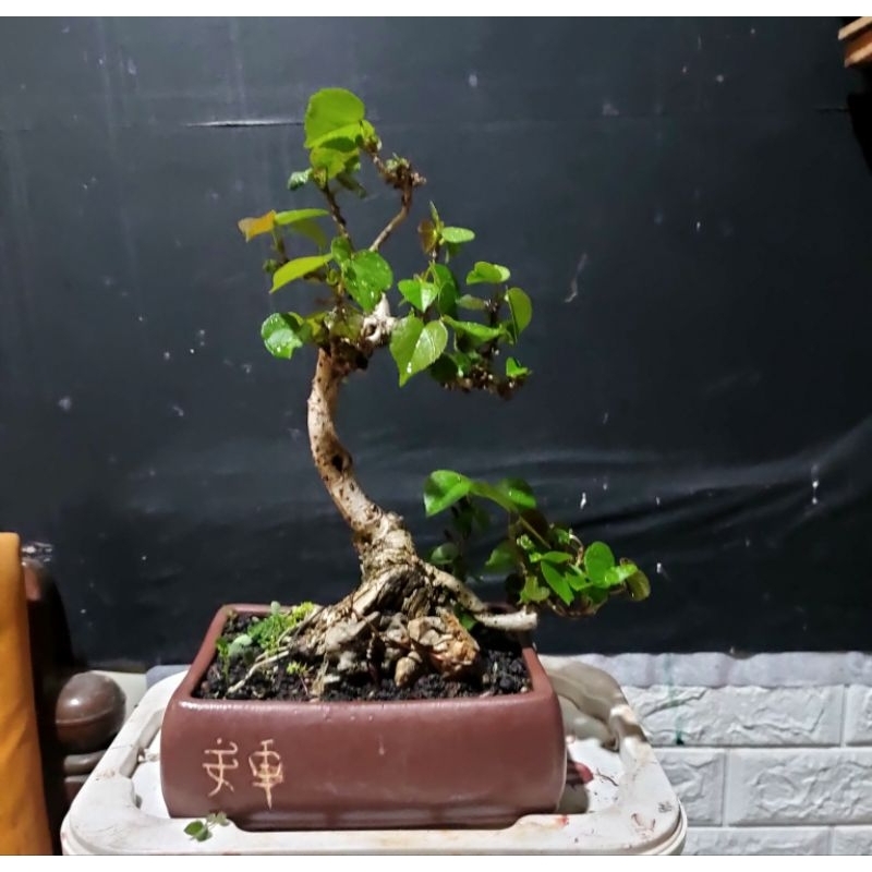 Bonsai Mini / Bonsai waru