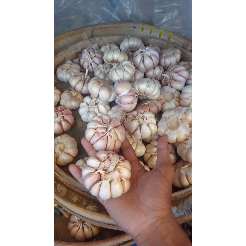 

BAWANG PUTIH