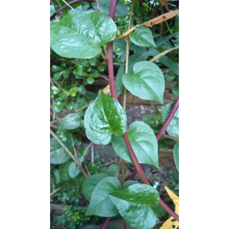 

100 lembar daun binahong merah segar
