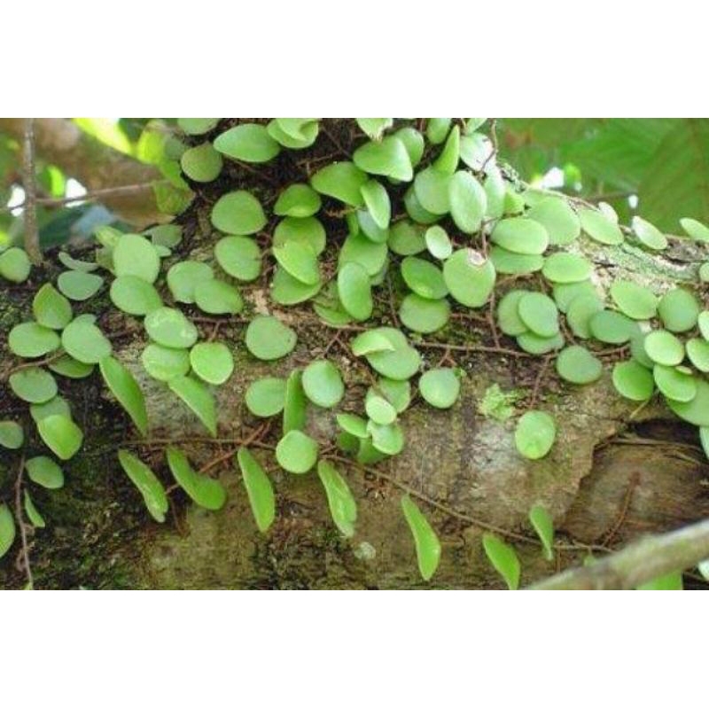Tanaman Daun Sisik Naga/koin koin