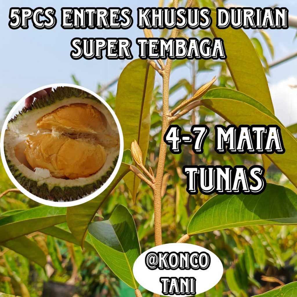 (KHUSUS) ENTRES DURIAN SUPER TEMBAGA UNGGUL DAN BERKUALITAS (5PCS)