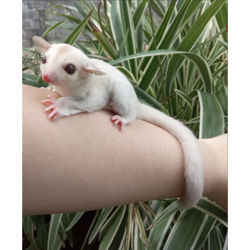 Sugar Glider Creamino Betina Joey