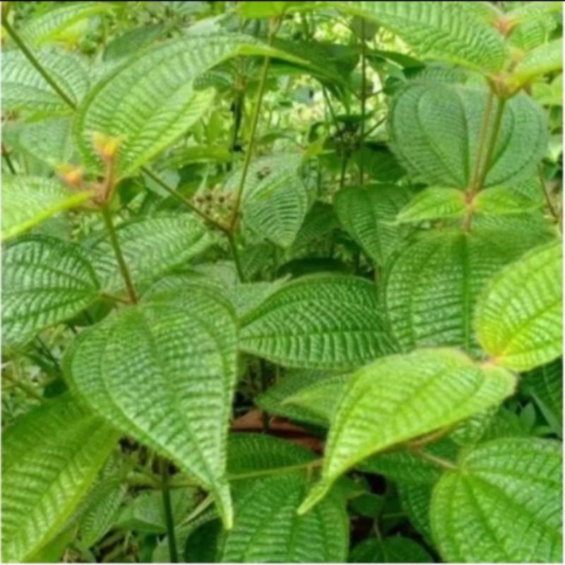 

daun harenong 300gram