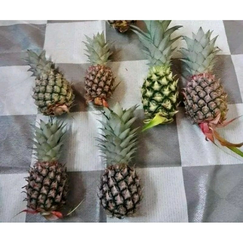 

nanas muda obat herbal