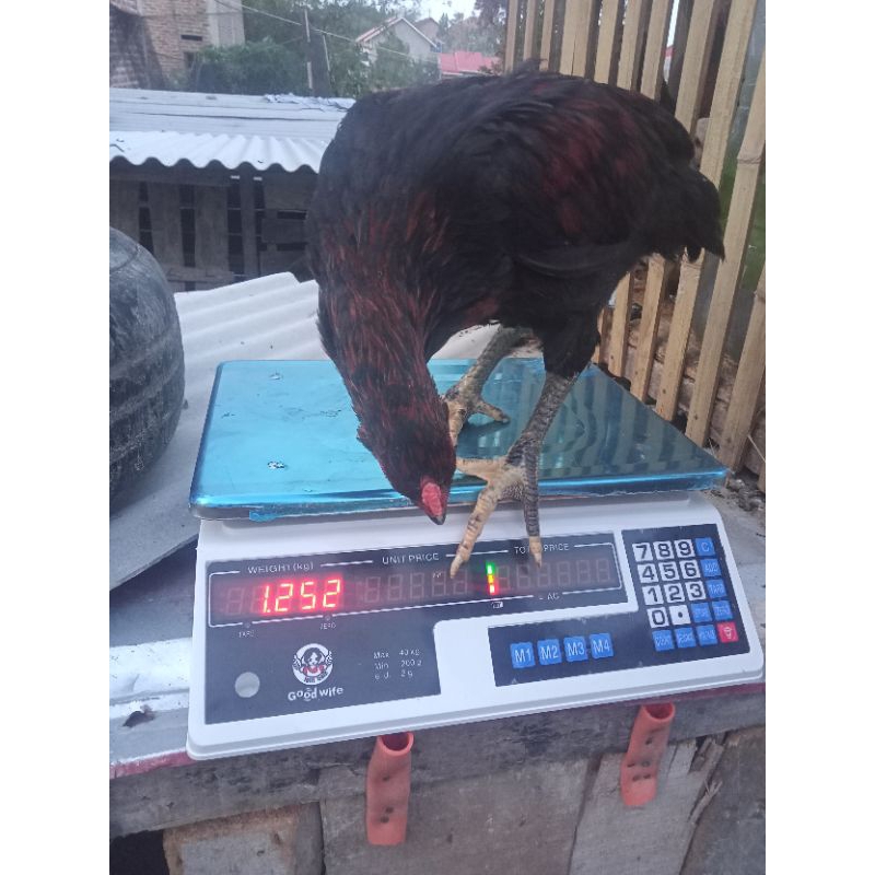 

Ayam kampung asli